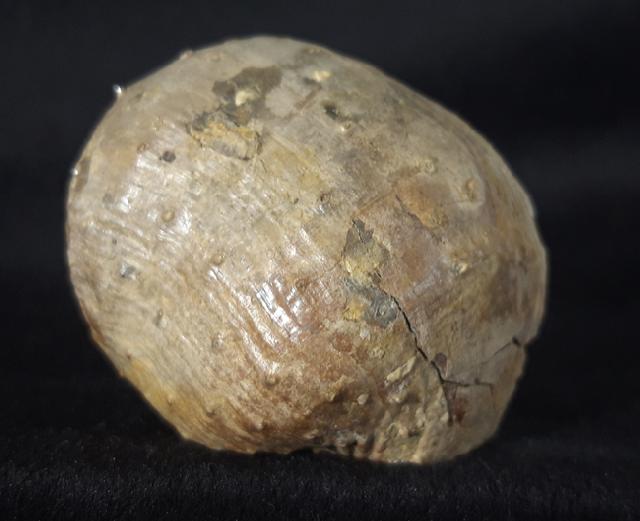 Araxilevis intermedius ABICH 1878 - Bild &copy; FossNet FossilienStore